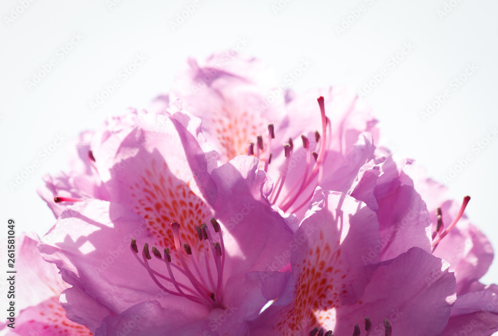 Zarte Blüten - rosa pink lila im Gegenlicht - close up