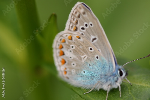 Wallpaper Mural Insect 2 Torontodigital.ca