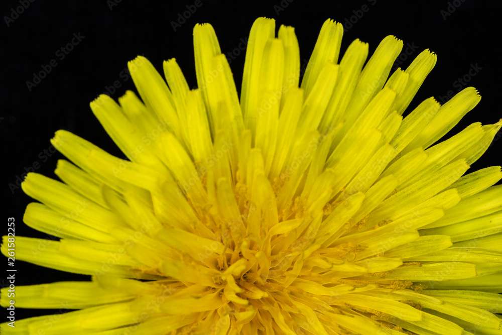 Fototapeta premium Yellow Dandelion Flower on Black Background Close Up