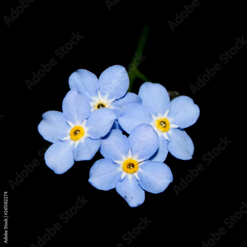 Close Up of Small Wildflowers on Black Background