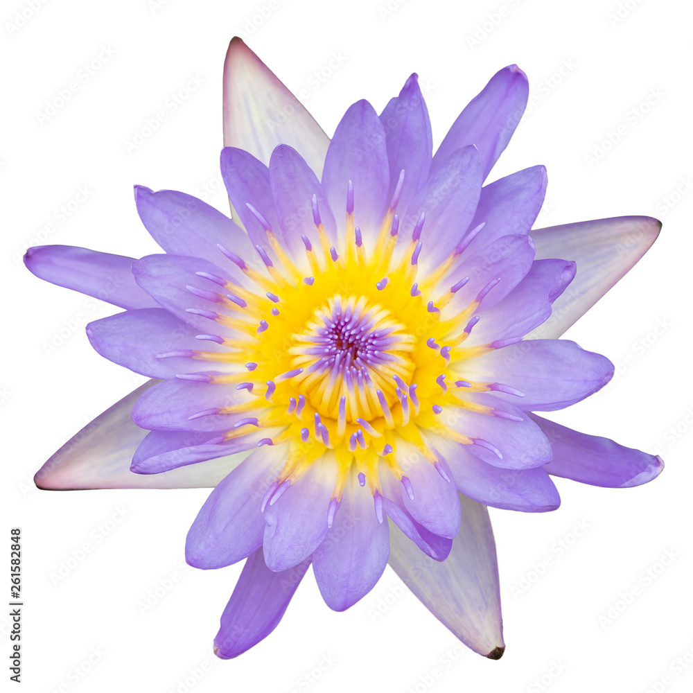 Purple water lily top view on white background Purple water lily top view on white background