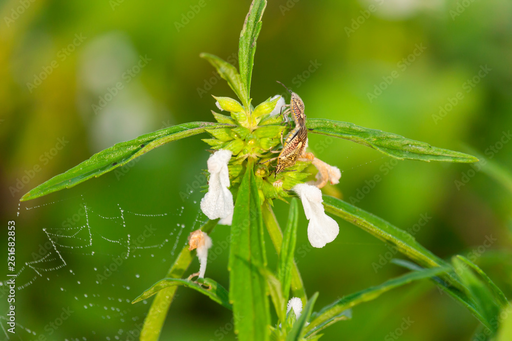 Thumba Flower with Insect Stock Photo Adobe Stock
