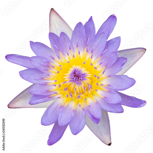 Purple water lily top view on white background