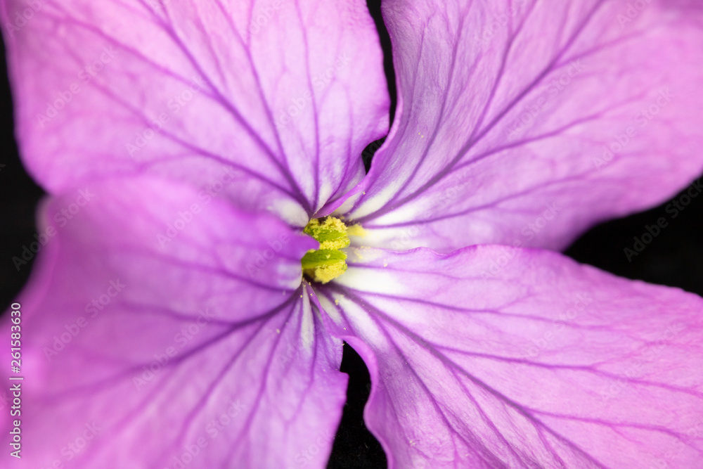 Close Up of Purple Wildflower on Black Background Close Up of Purple Wildflower on Black Background