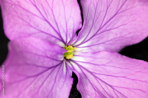 Wallpaper Mural Close Up of Purple Wildflower on Black Background Torontodigital.ca