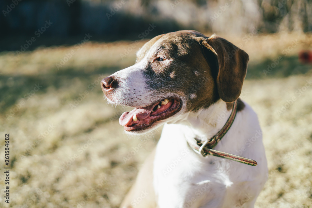 Smiling happy playful pointer dog on a beautiful sunny day Smiling happy playful pointer dog on a beautiful sunny day