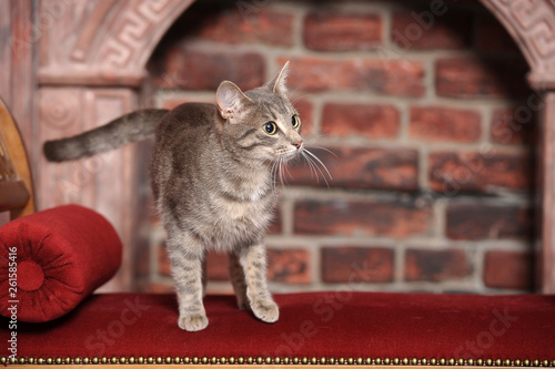 beautiful big-eyed gray shorthair cat with brown photo