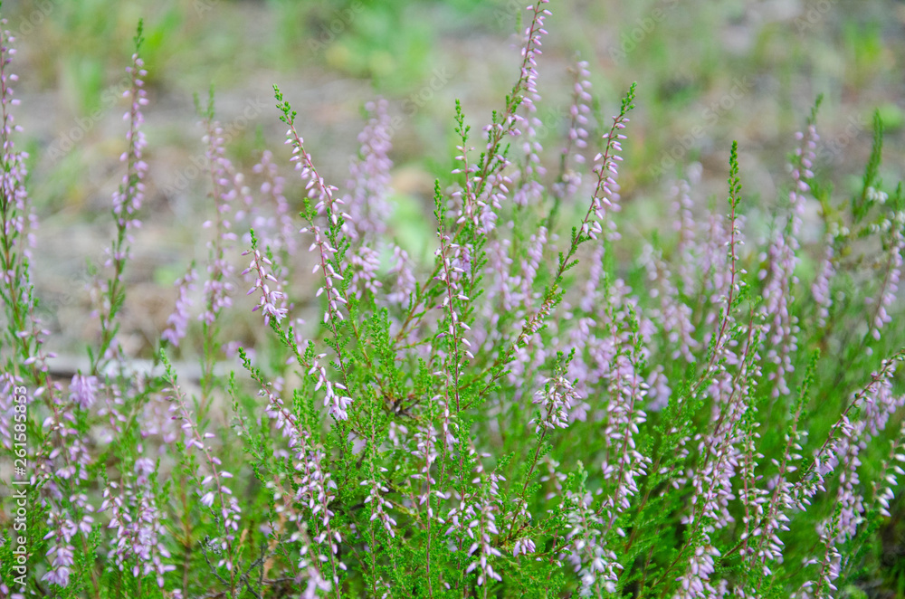 heather heather