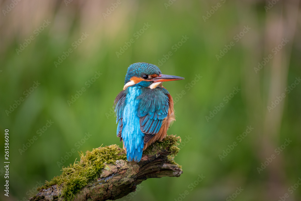 Eisvogel auf moosigen Ast vor grünem Hintergrund Eisvogel auf moosigen Ast vor grünem Hintergrund