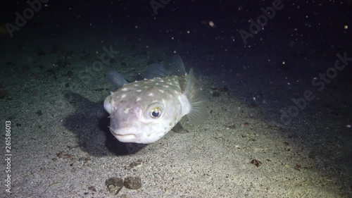 Yellowspotted burrfish (Cyclichthys spilostylus), fish swims at night above the sandy bottom in the light of an underwater lantern. Red sea, Marsa Alam, Abu Dabab, Egypt photo