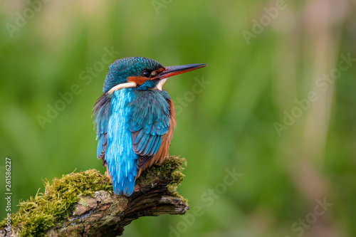 Kingfisher perching on a mossy branch with green background