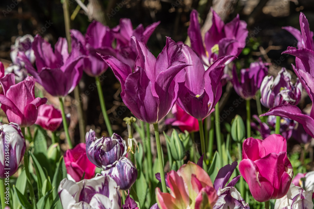 Beautiful purple parrot tulips in springtime, Southern California Beautiful purple parrot tulips in springtime, Southern California