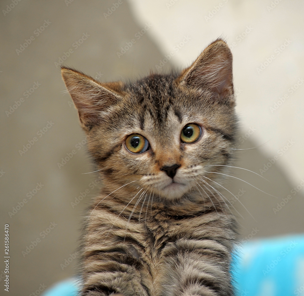 Portrait of a cute little gray striped kitten Portrait of a cute little gray striped kitten