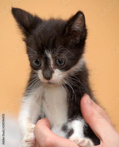 black and white kitten in the hands of a funny little face photo