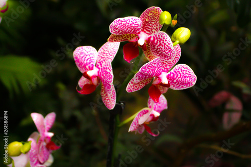 Beautiful orchid - detail on flower