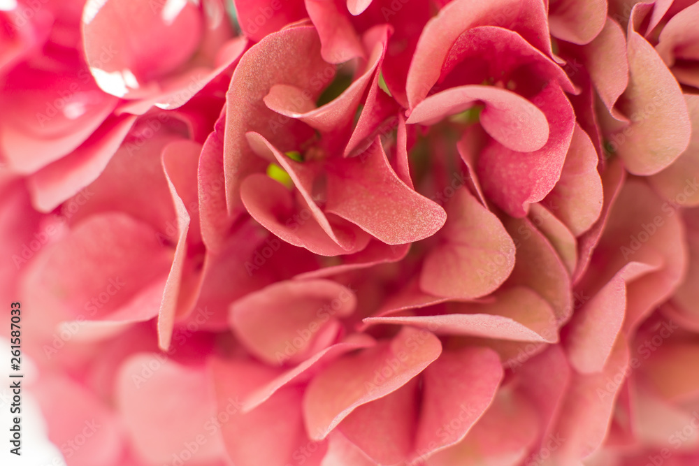 closeup fresh hydrangea petals. Event decoration with fresh flowers