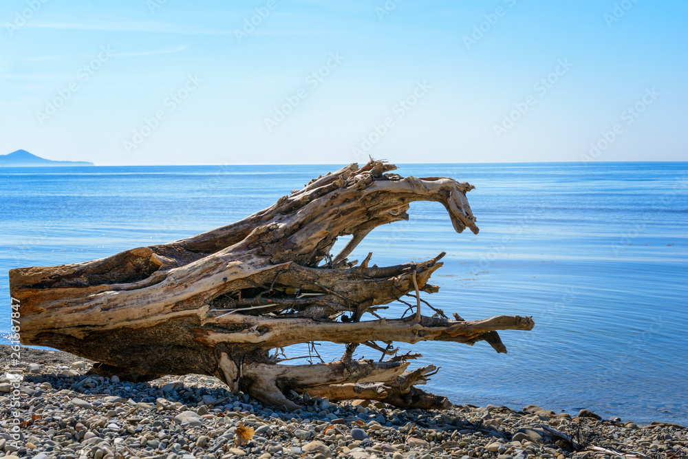 A dried tree on a pebble beach by the sea, a large driftwood that was thrown onto the shore by sea storm