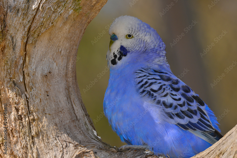 Fototapeta premium Péruche ondulée bleue au creu d'un tronc d'arbre
