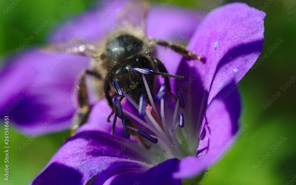 Austrian honey bee on harvesting pollen on a lila geranium flower Austrian honey bee on harvesting pollen on a lila geranium flower