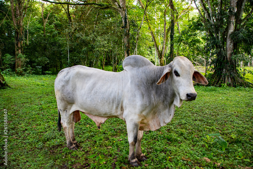 The breed is a hindu breed named Brahman. This breed is great for arid terrain such as Guanacaste and also in the Caribbean of Costa Rica