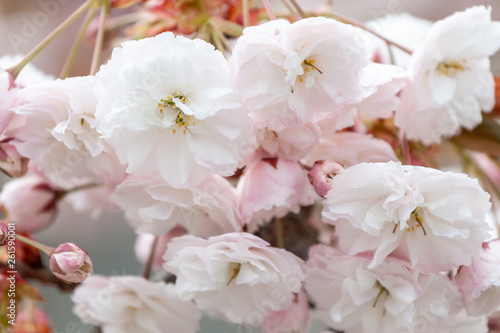 closeup fruit tree pink flowers spring blossom