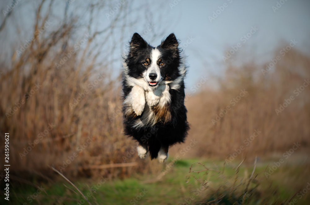 border collie dog walk in the forest fun jump flight