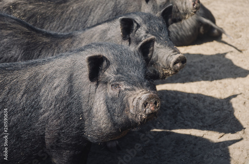 pig in the mud