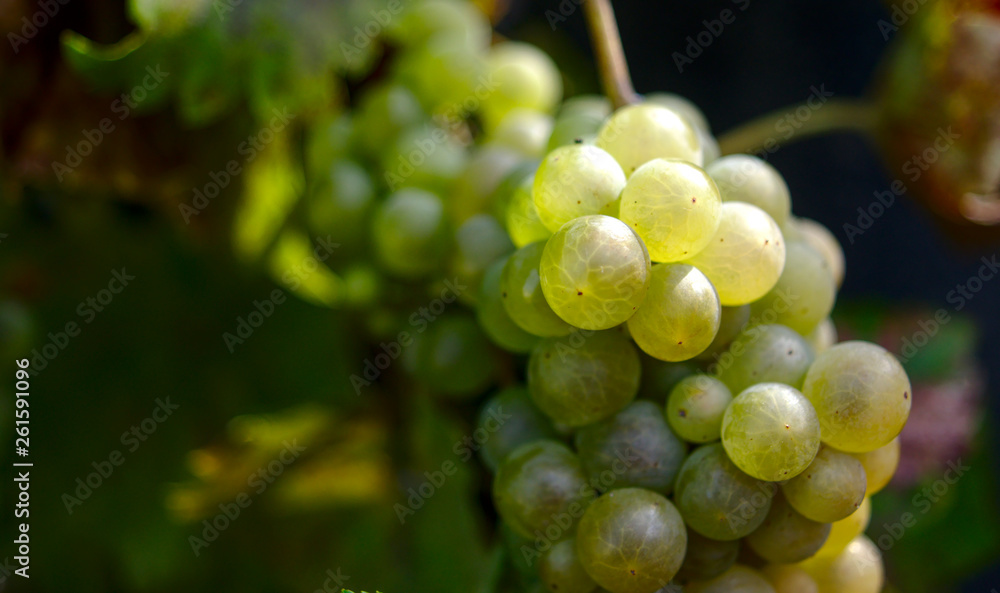 Closeup photograph of a bunch of white chasselas grapes Closeup photograph of a bunch of white chasselas grapes