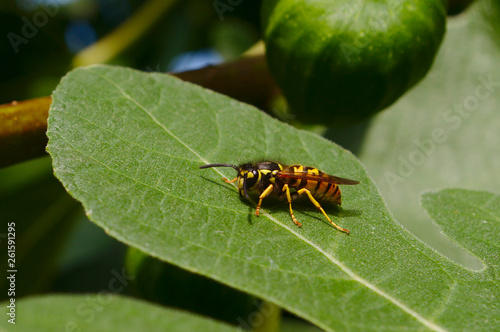 wasp on fig leaf