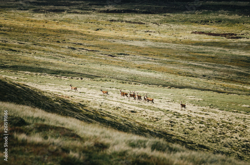 deer in spring