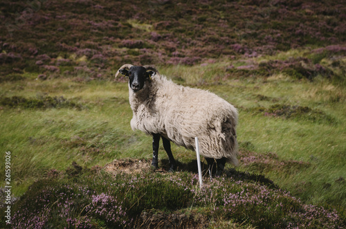 sheep in field