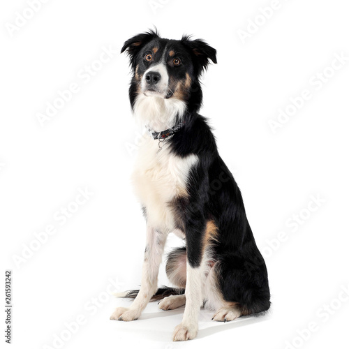 Studio shot of an adorable shepherd dog looking curiously at the camera © kisscsanad
