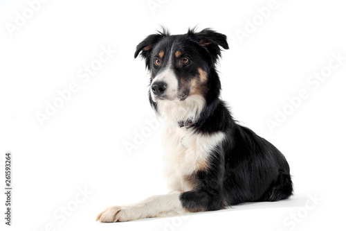 Studio shot of an adorable shepherd dog looking curiously at the camera