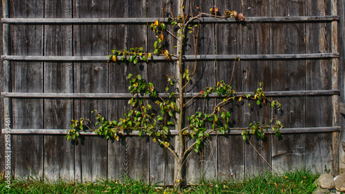 Traditional growing of apricot tree on the barn wall