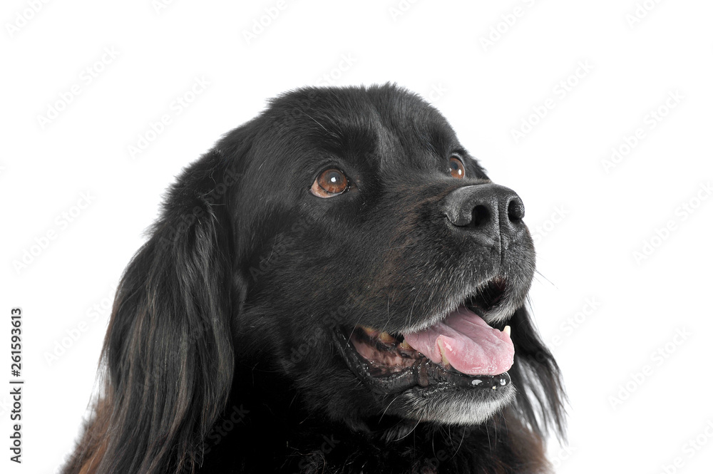 Portrait of an adorable Newfoundland looking up curiously Portrait of an adorable Newfoundland looking up curiously