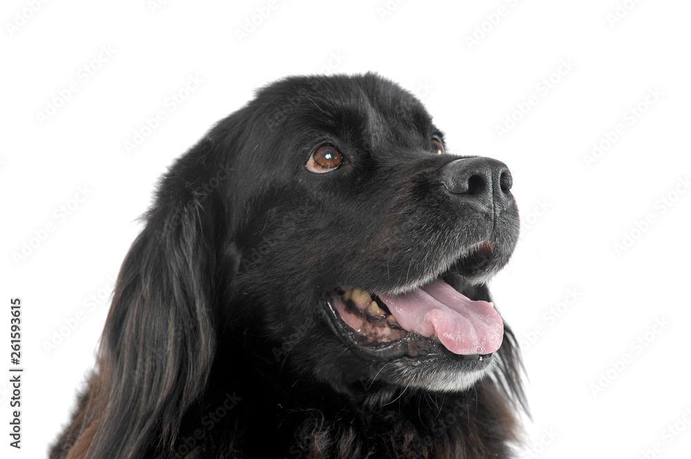 Portrait of an adorable Newfoundland looking up curiously Portrait of an adorable Newfoundland looking up curiously