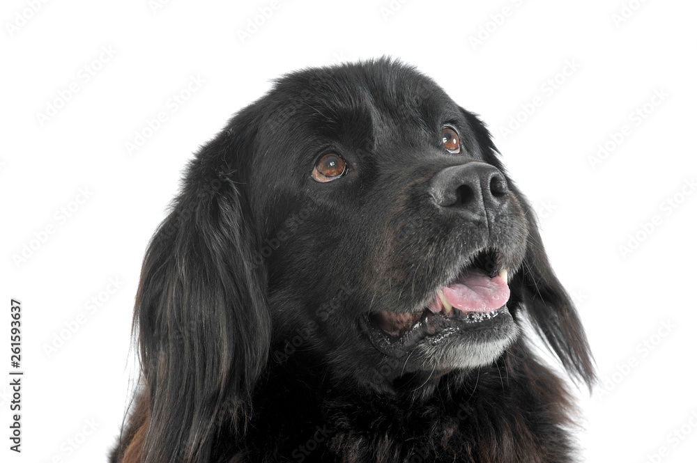 Portrait of an adorable Newfoundland looking up curiously