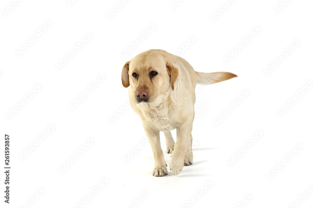 Studio shot of an adorable Labrador retriever walking sadly