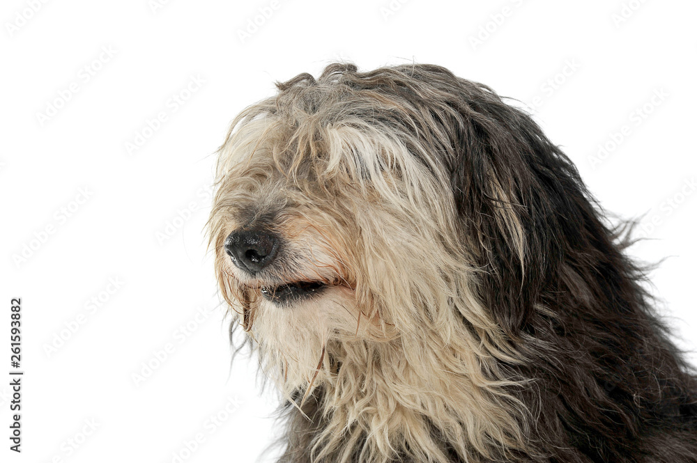 Portrait of an adorable Tibetan Terrier with hair covering eyes Portrait of an adorable Tibetan Terrier with hair covering eyes