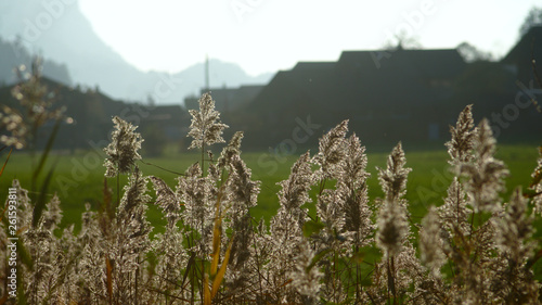 common reed in backlight