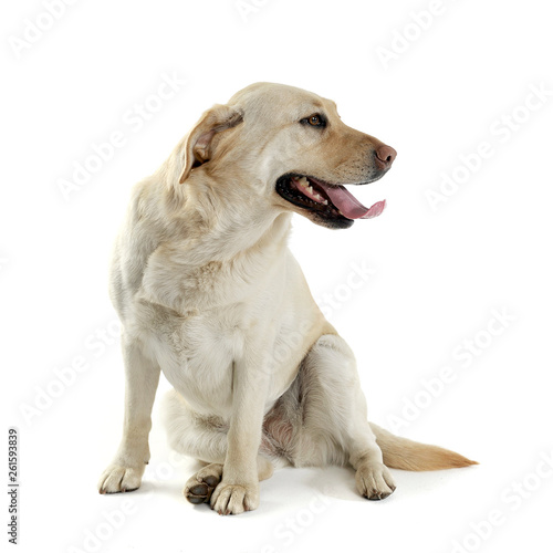 Studio shot of an adorable Labrador retriever looking satisfied