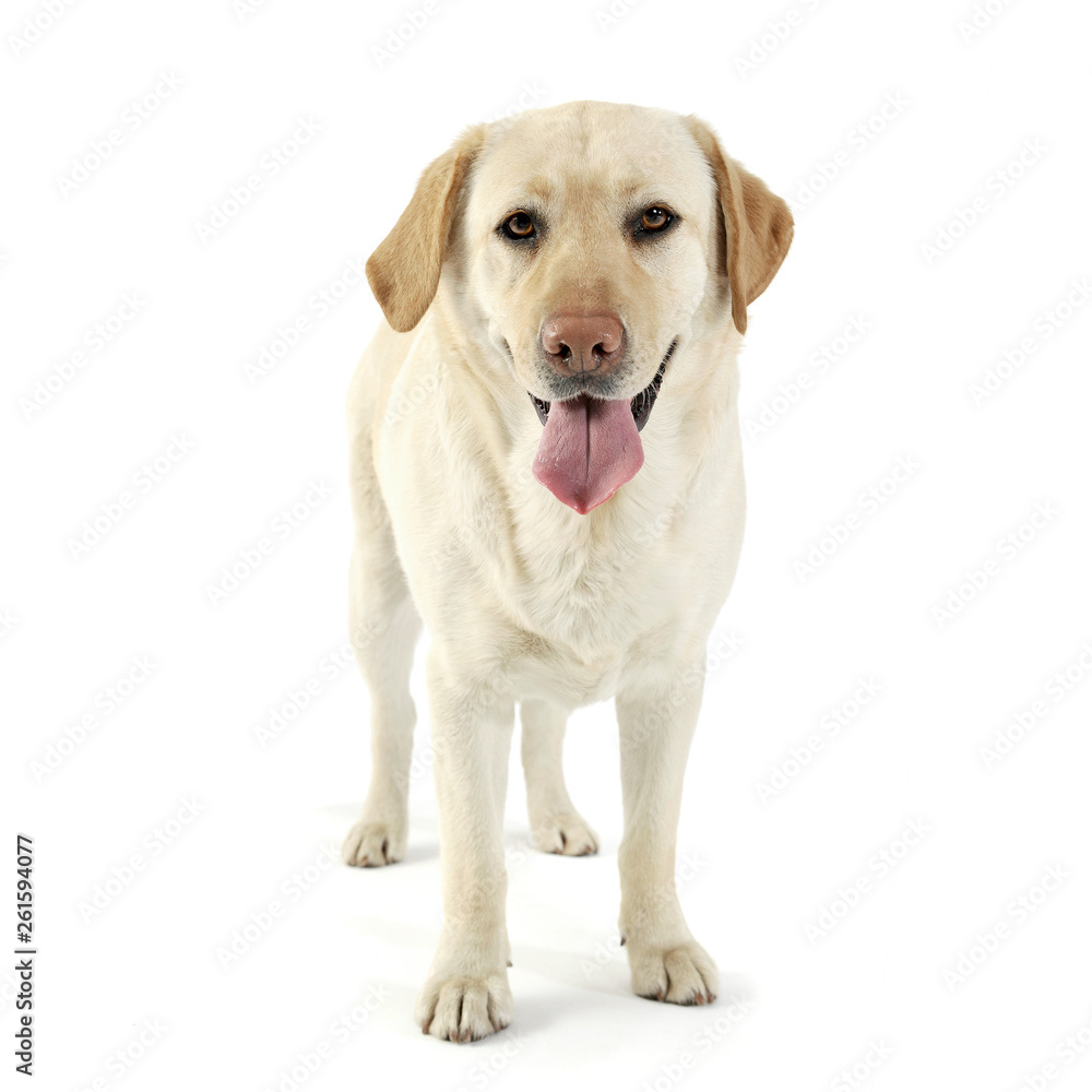 Studio shot of an adorable Labrador retriever looking satisfied