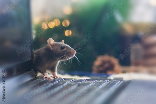 Hacker attack. Mouse black. symbol of the new Chinese year 2020