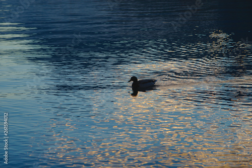 lone duck on the lake