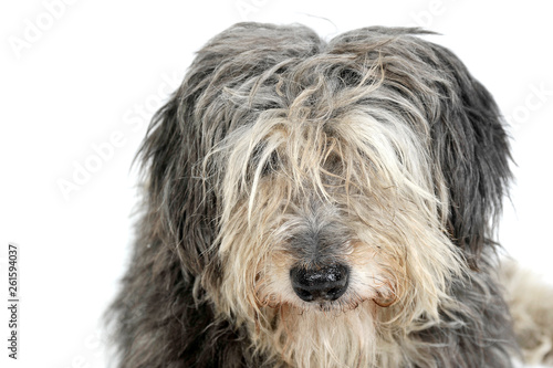 Portrait of an adorable Tibetan Terrier with hair covering eyes