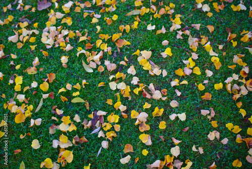 autumn leaves on grass