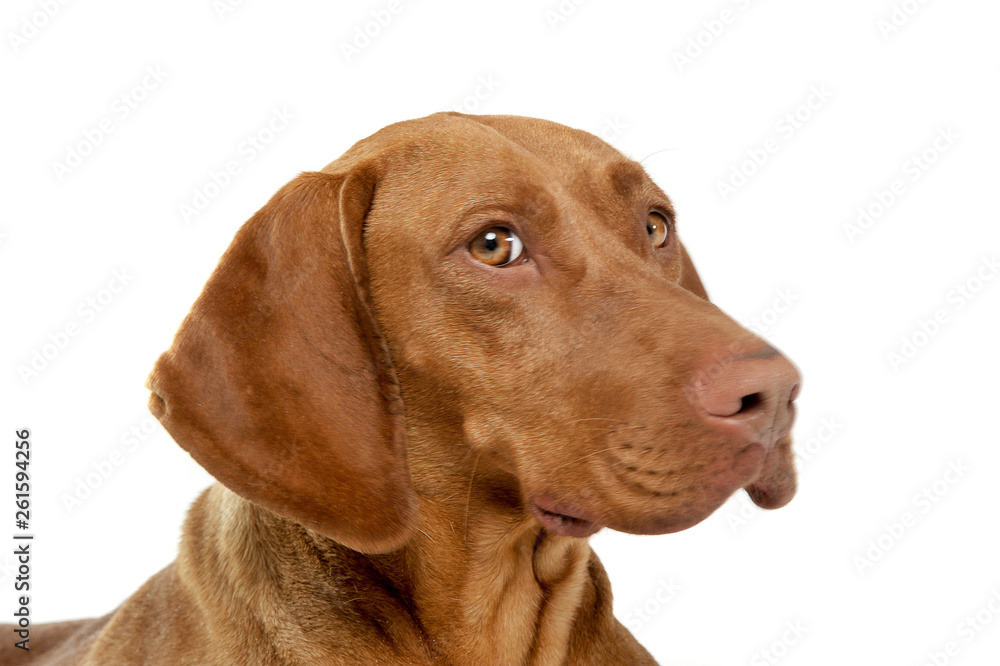 Portrait of an adorable magyar vizsla looking curiously at the camera Portrait of an adorable magyar vizsla looking curiously at the camera