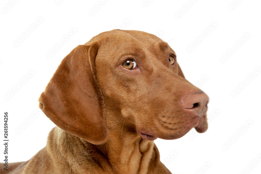 Portrait of an adorable magyar vizsla looking curiously at the camera