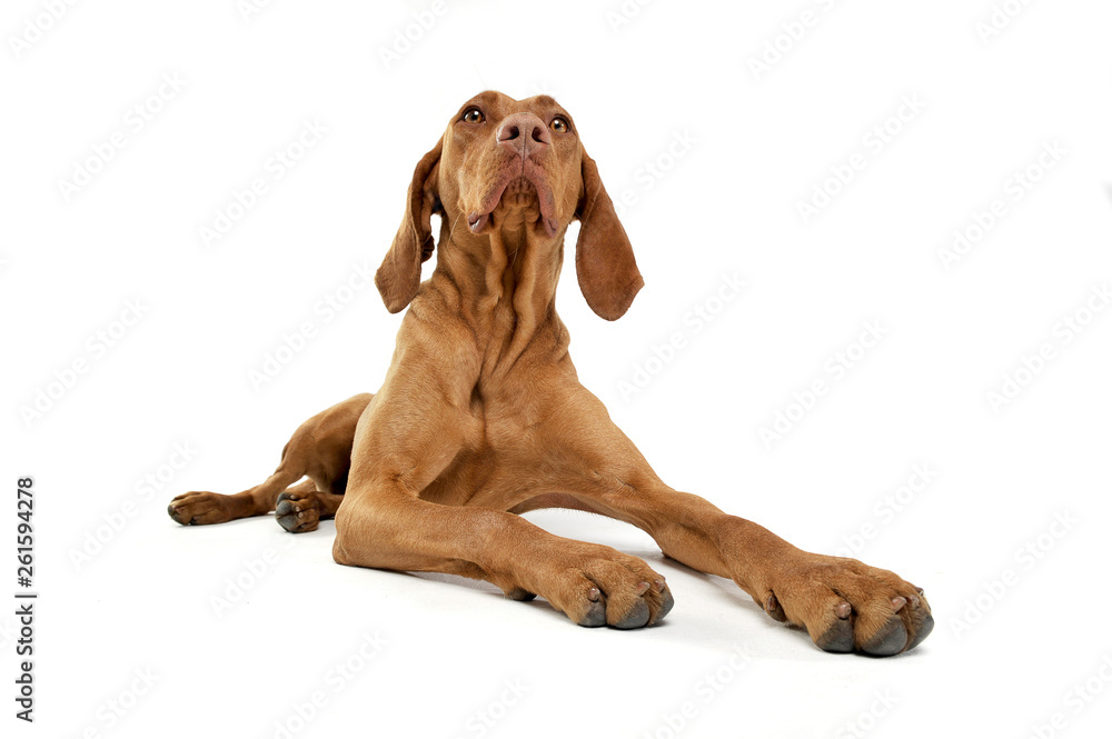 Studio shot of an adorable magyar looking up curiously Studio shot of an adorable magyar looking up curiously