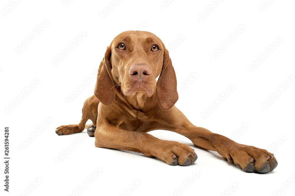 Studio shot of an adorable magyar looking curiously at the camera Studio shot of an adorable magyar looking curiously at the camera
